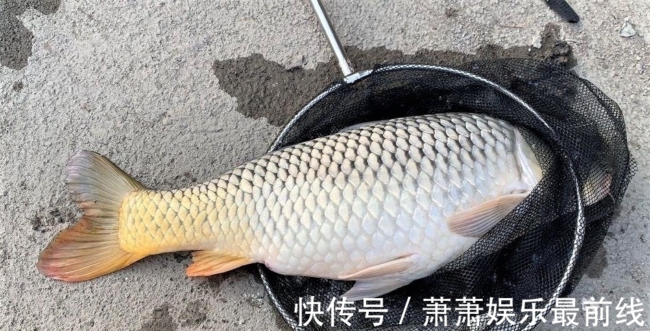 秋季雨后哪几种鱼最好钓?怎样才能钓到更多的鱼?