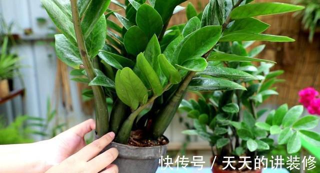 养护|新手养金钱树，做到“两少一多”，长势喜人，还能绽放小黄花