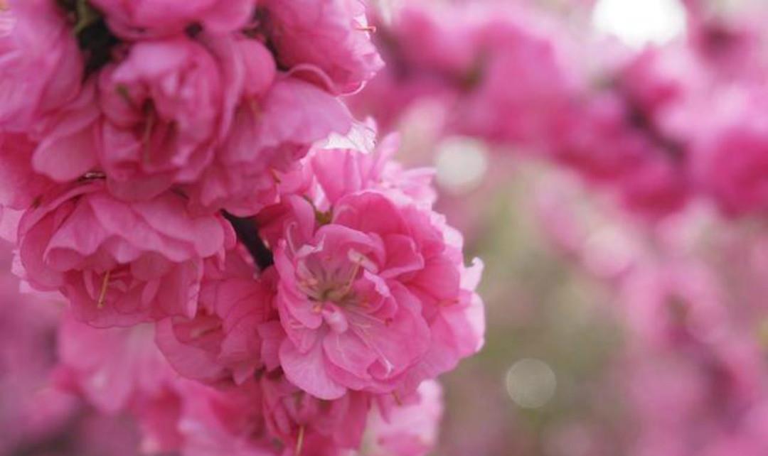 朱淑真婚后依旧思念初恋,写下的这首相思词,每一句都感人至深!