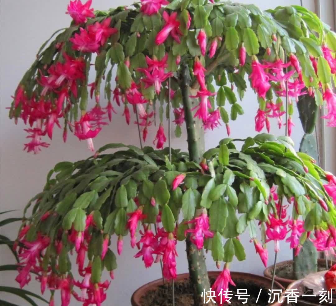 蟹爪兰|真假蟹爪兰,十有八九会认错,“嫁给”仙人掌后,统统开成花大树