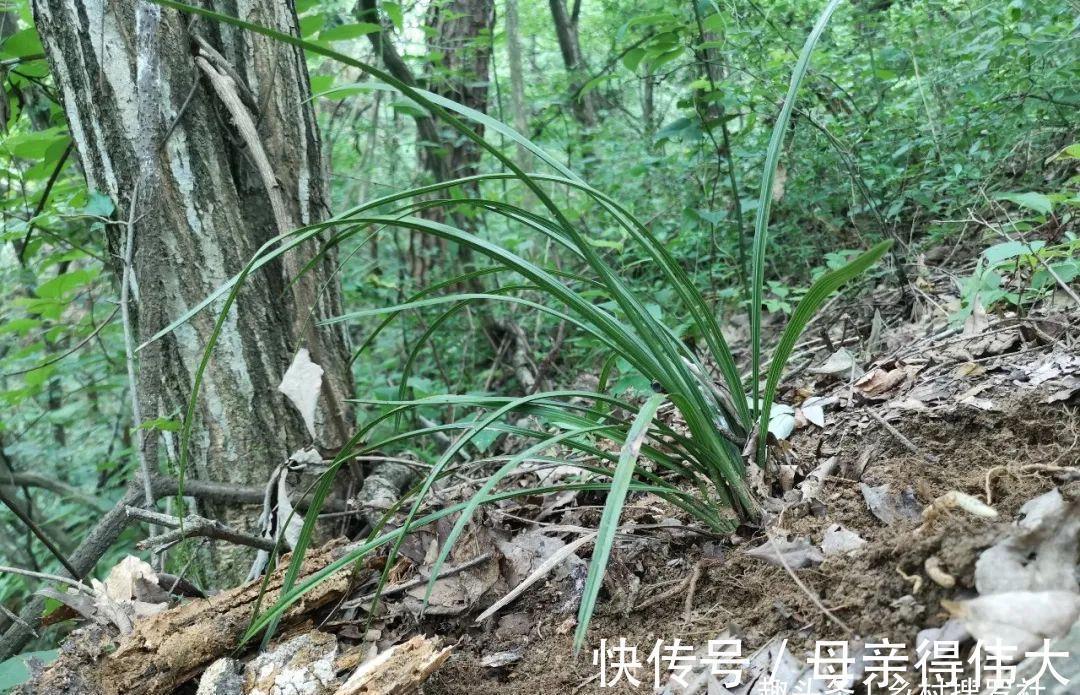 兰菌|松针土的秘密,不在松针,也不在土,很多人种植兰花都用错了