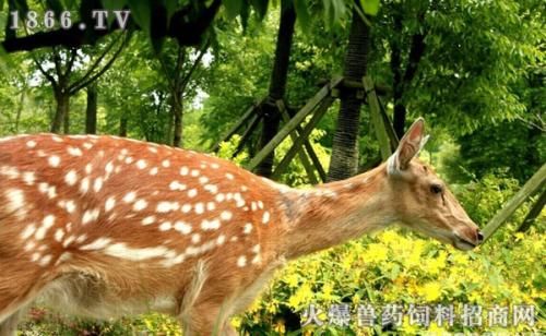 吉林梅花鹿养殖基地特色农业兴起八道江 快资讯