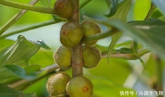農(nóng)村特有的野菜，健脾補(bǔ)肺、行氣利濕、舒筋活絡(luò)，人人都愛吃它！