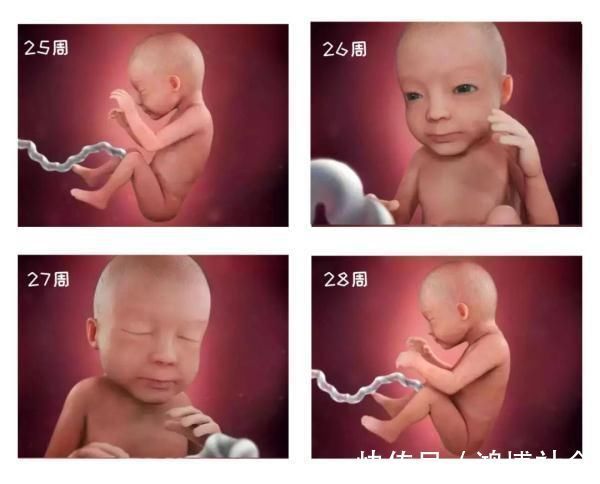 卵子|组图告诉你,怀孕1周到40周胎儿是怎么长大的,感叹生命的神奇