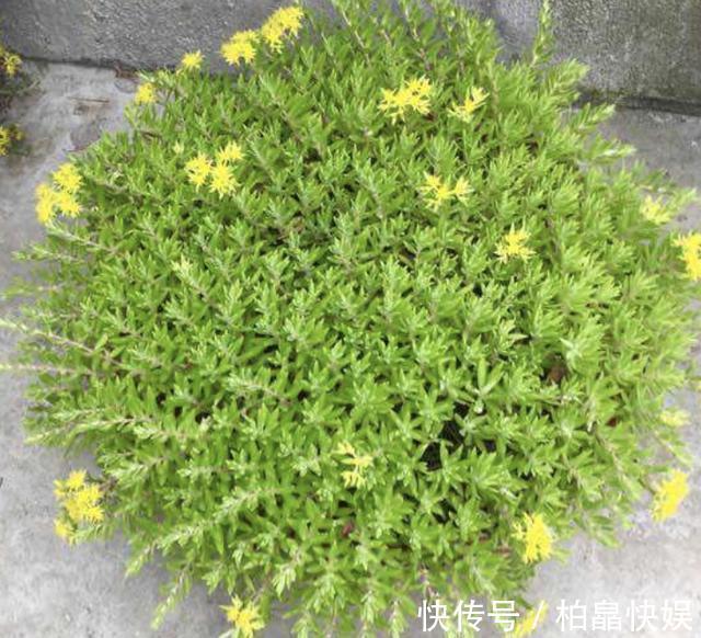 石头缝里的“野多肉”,看到挖几棵,种盆里,能长一大片,美死了