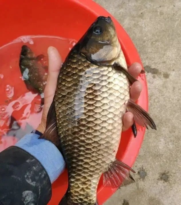 提竿都中鱼抓口,这样调整,中鱼率高的离谱!