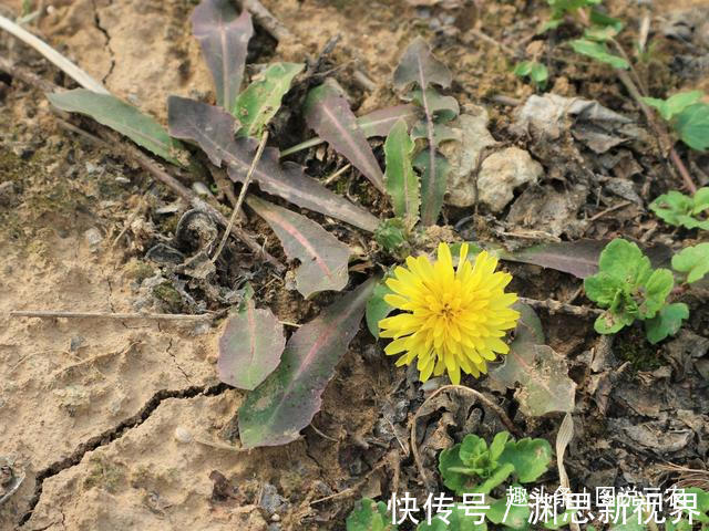 野菜|农村有一种不起眼的野草，既是野菜又是中药材，市场售价每斤2元