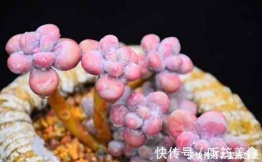 光照|一位花友控养了3年的桃蛋,看看美不美,做好这几点你养桃蛋也美!