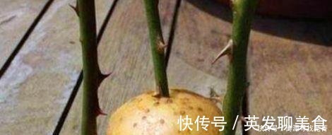 养花给花卉喂点土豆,比花肥还好用,让花卉蹭蹭长!