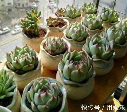 gt|看一眼就入“多肉坑”,这10种高人气多肉,外表太可爱了!