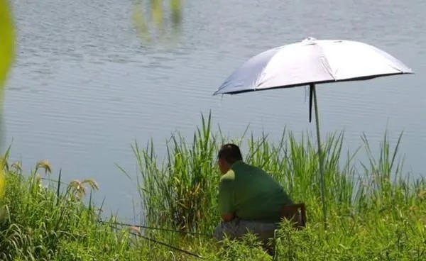 秋钓野钓大鲫鱼的神奇饵料,小鱼不沾,只钓大鲫