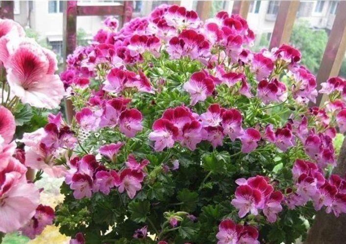  拦不住|5种花是爆盆能手，开起花来拦不住，漂亮极了