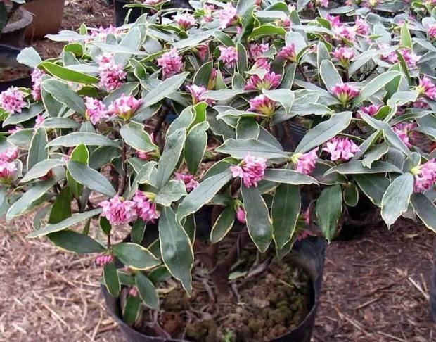 比“香水”还要好闻的这2种花,家里养一盆,满屋“香喷喷”