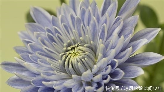 日本科学家培育出了全球首株 蓝色 菊花 全网搜