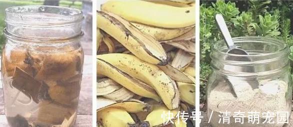 勾兑|刚扒的香蕉皮该如何处理养花?学2招,既能清洁又能增添营养