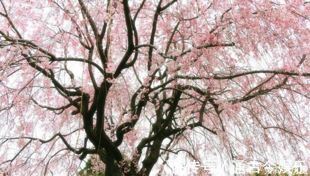 世人|辛弃疾这首词美得令人心醉，惊艳了世人800多年，值得我们一读！