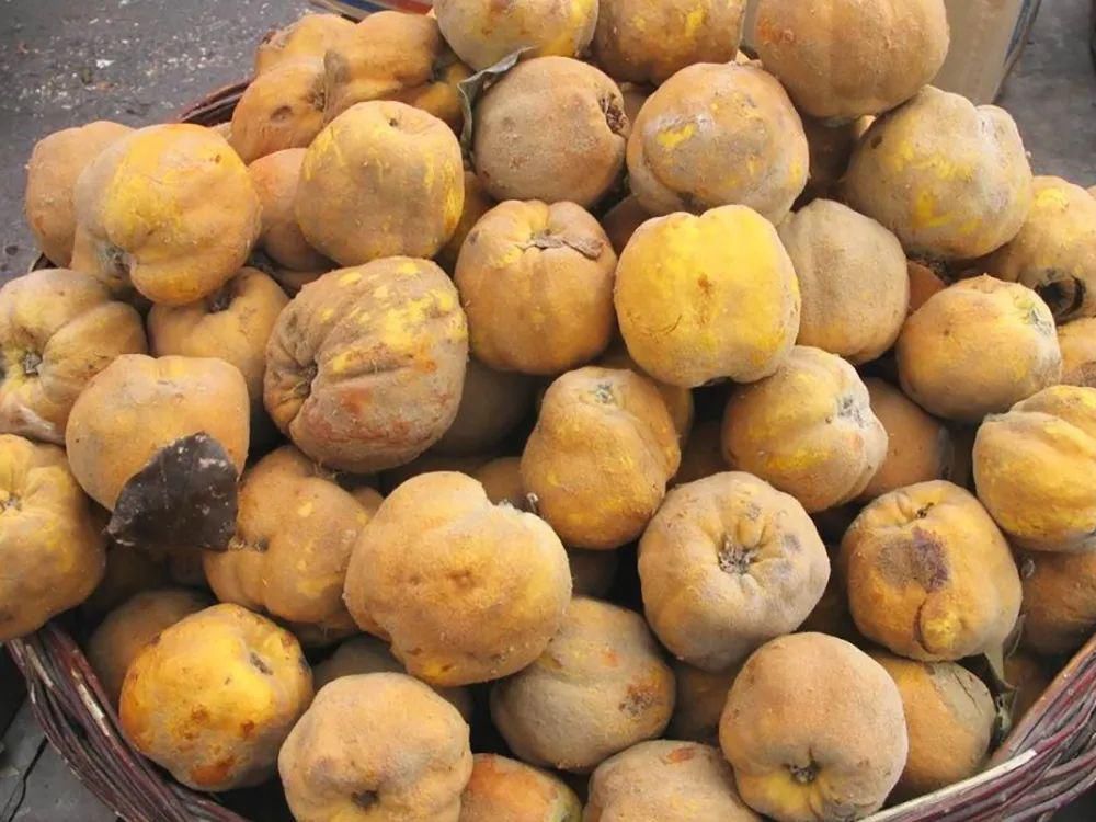 颜色|渐渐消失的古老水果,果肉像木头,煮熟了却又香又甜,如今很少见