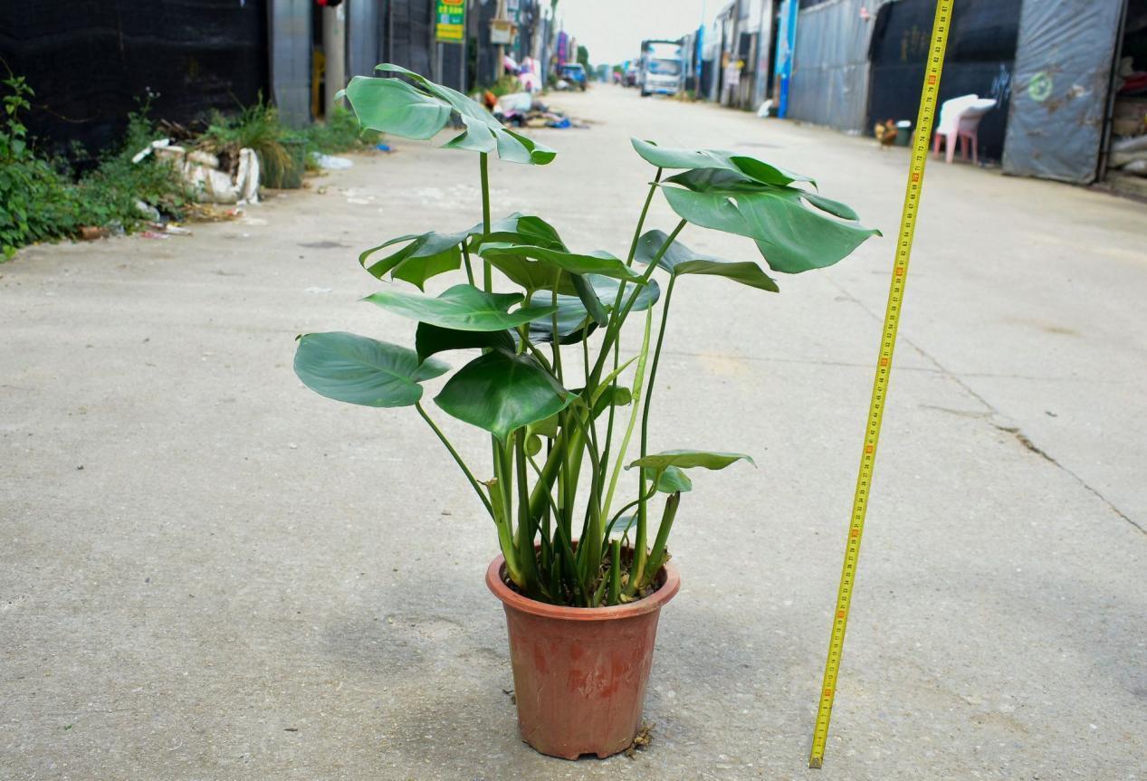 浇灌|这6种常见药，人吃不完就拿来养花，操作简单，效果好