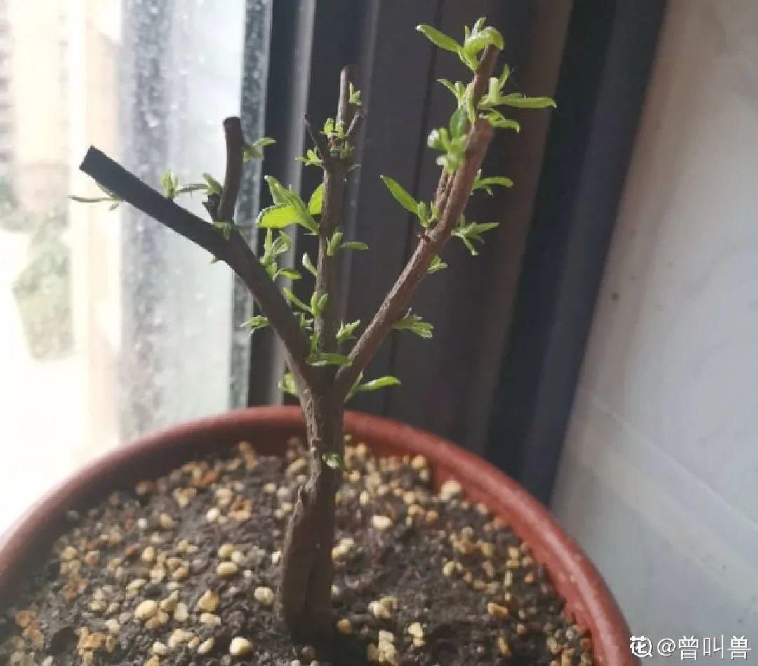 浇水|警惕秋老虎，别让你的花，度过夏天，却死在秋天