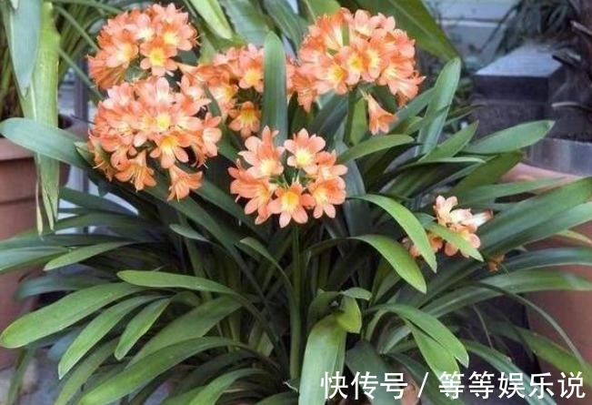 镇宅又去煞的几种花，有钱人偏爱第三种，无论如何也要养一盆！