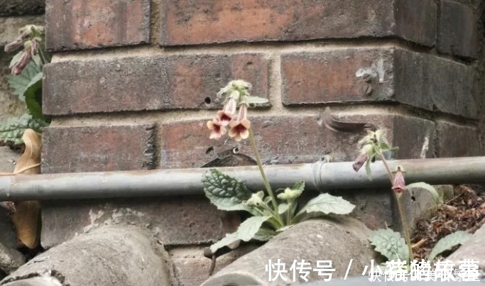 天目地黄|它是“四大仙药”之一,若长在你家屋顶,是你福气,别以为是杂草