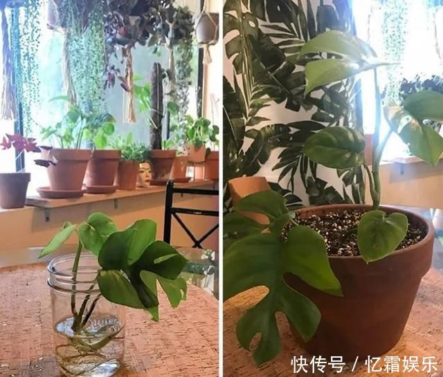 快枯死的绿植在大神手下起死回生,对比图超治愈又励志哇