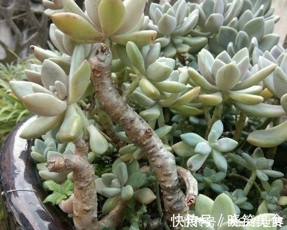 养棵冬美人,多肉界的“扛把子”,一长一大片,嗖嗖长成悬崖桩