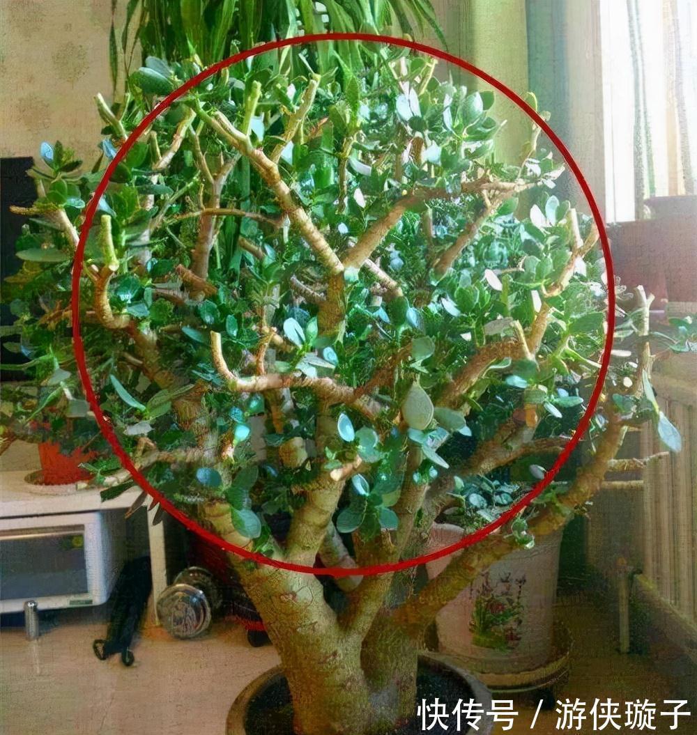 冬天养玉树,干养多晒更健壮,养成大腿粗的老桩,开满吉祥花