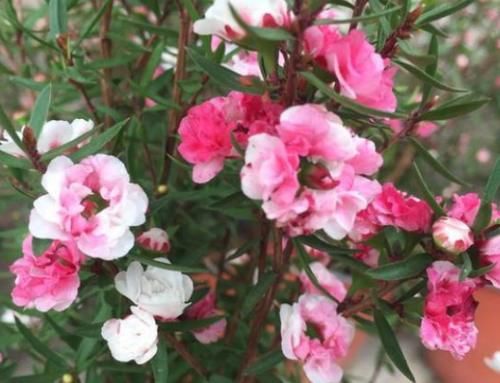 此花名字里带“松、梅”二字，却不抗冻，适合春天培育