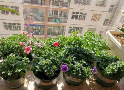 阳台杂乱无章又狭窄,不如盆栽这些花卉植物,美得如同花海仙境