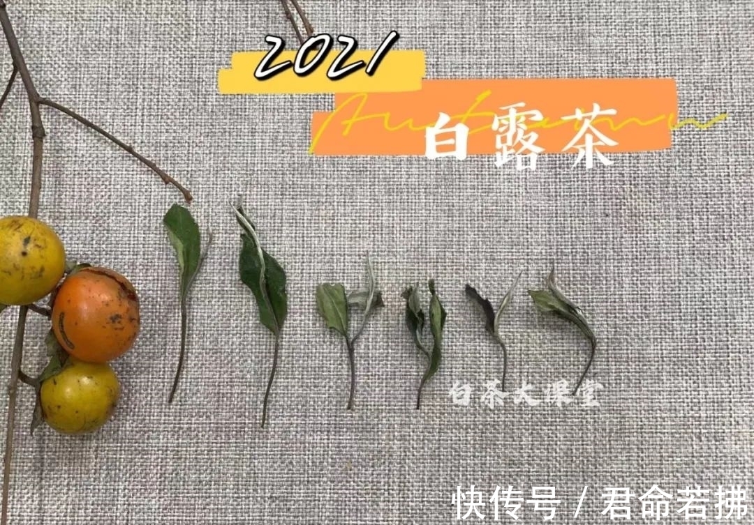 涨知识&新白茶为什么会有青味?这是好是坏,看完涨知识了