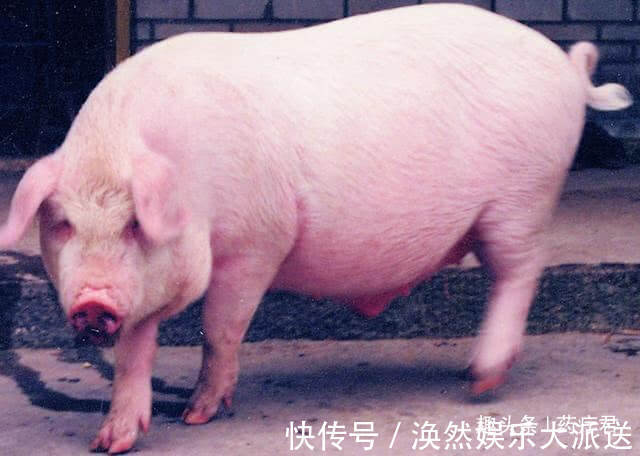 猪身上“最脏”的部位,含大量细菌,已禁售,再便宜也别买