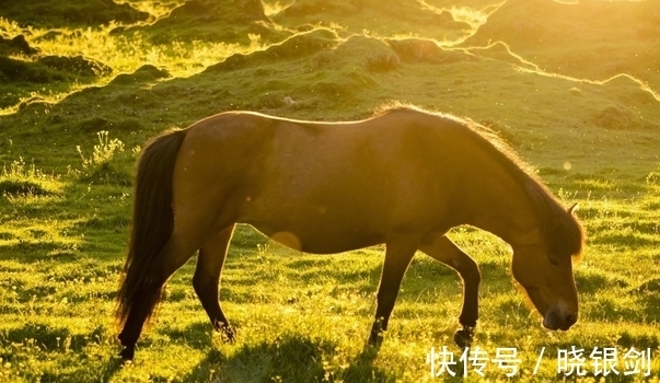 好运|大金马：几月出生的属马人，好运挡不住，生活乐滋滋，事业再高升