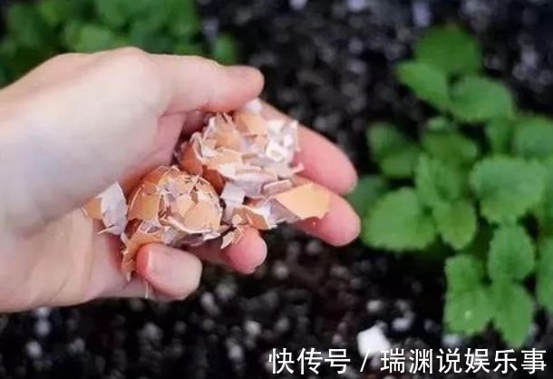 花盆中撒一把，不管多焉多难养的花，都会新芽猛长，花开爆盆