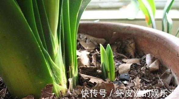 还用茶水浇花,这些坏处要知道,使用方法很重要,看看吧