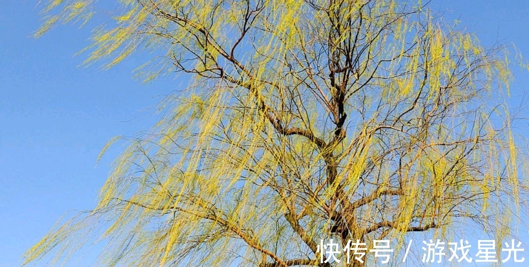 杨柳枝词!一树春风千万枝。白居易一首写景寓意诗,极具感染力