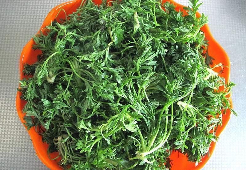 低血压|蒲公英与它是“绝配”,坚持泡水喝一个月,身体会“感激你”