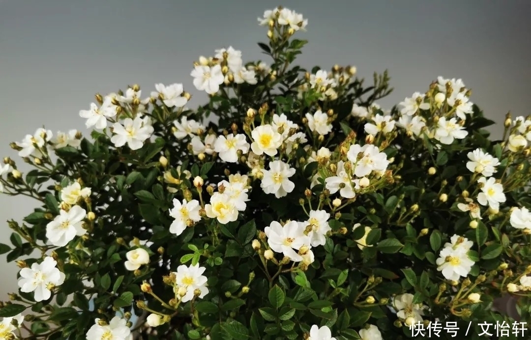 品种|100个月季品种，千姿百态，每个都很漂亮，图名并茂，值得收藏