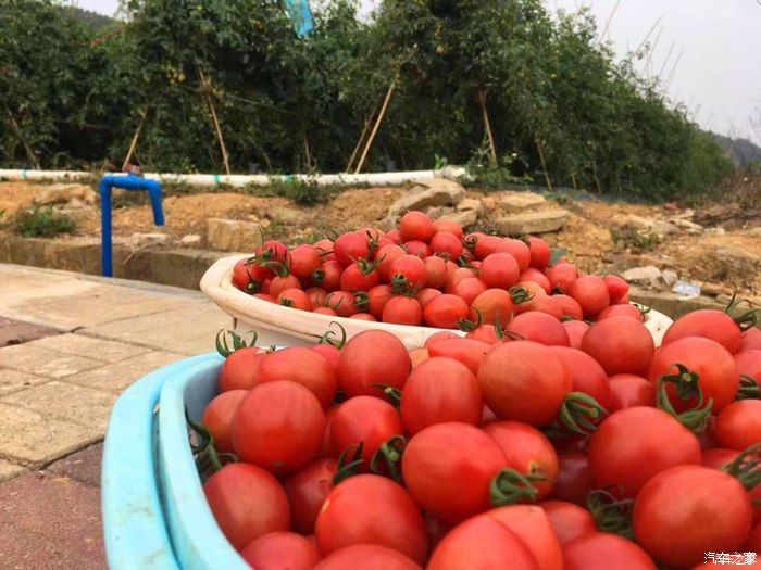 自驾奇骏观赏初春油菜花，采摘小番茄