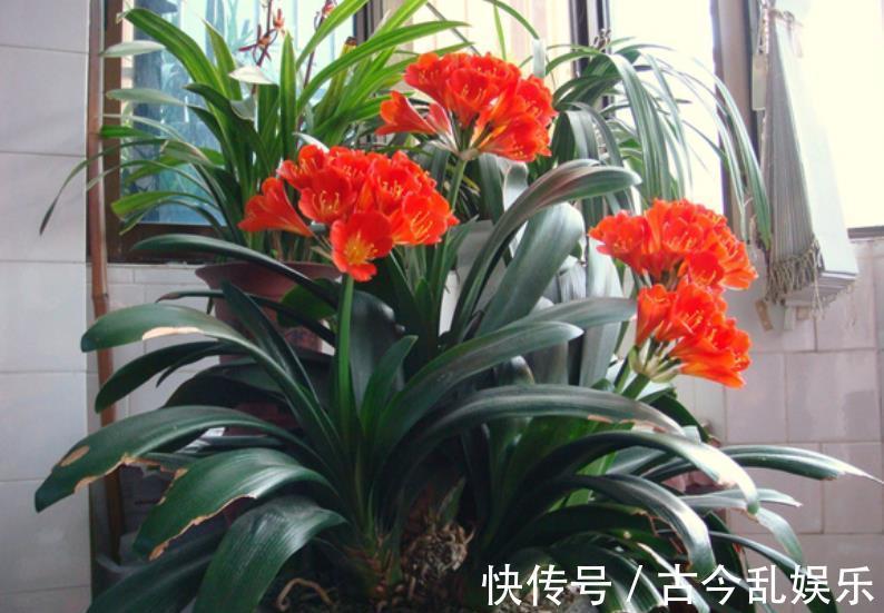 国庆之前，5种花养一盆正当时，枝繁叶茂，冬春早开花