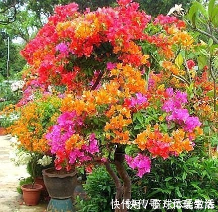 嫁接|一棵三角梅,想开出五颜六色的花,此“方法”最靠谱,2分钟学会!