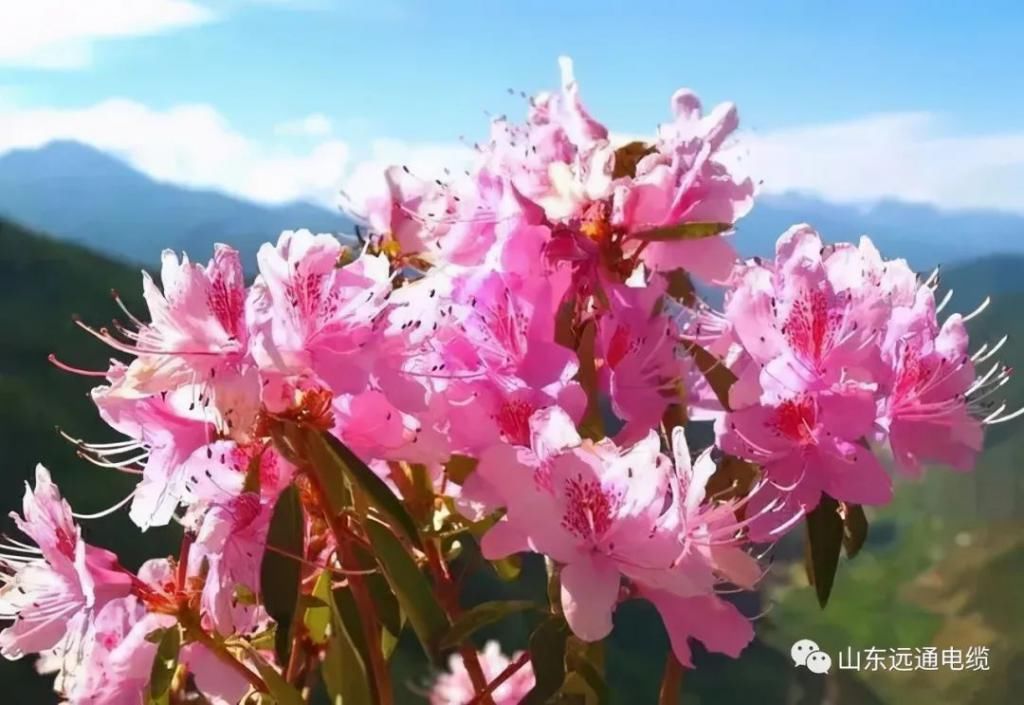 又是一年赏花时！踏春攻略，浪漫花与海