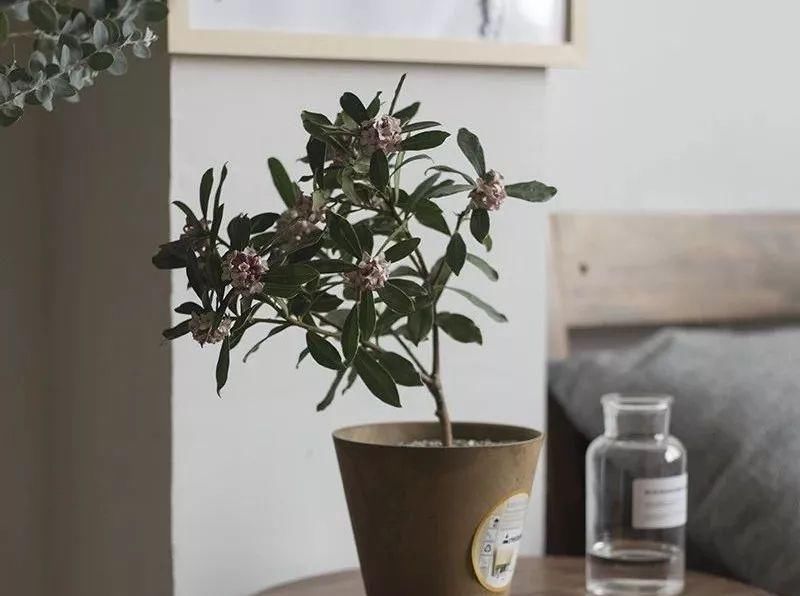 瑞香花开了，几个小技巧，开花更持久，满室生香