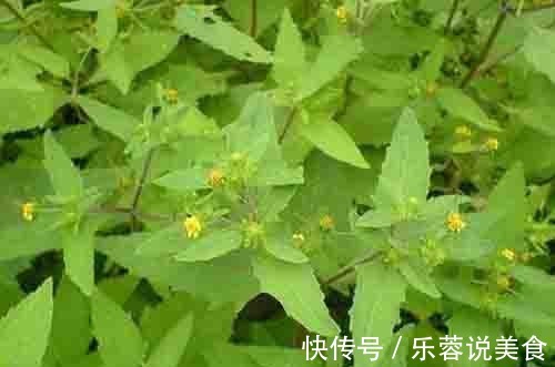 感冒草|一种野草，人称“感冒草”，家乡人喜欢泡茶喝，营养丰富价值高