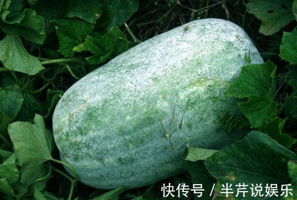 冬瓜|吃了冬瓜以后,记住别碰此种食物,为了健康着想,记得要忌口!