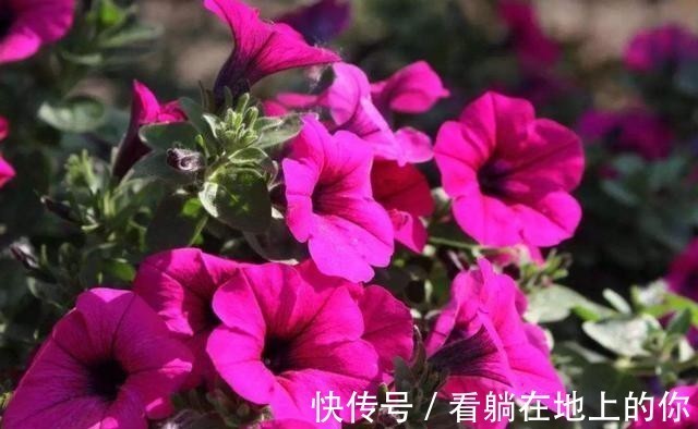 观赏性|这几种花观赏性强爱开花,花期长花量大,养在家里赏花好