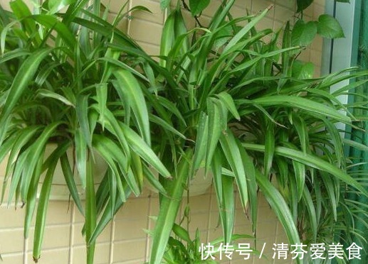 植物|家里常备这3种水溶液,养绿萝吊兰、发财树,个个枝繁叶茂根壮