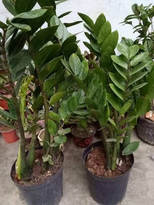 想让金钱树永远不黄叶,现在立马做好这些事,叶子油嫩宽厚真喜人