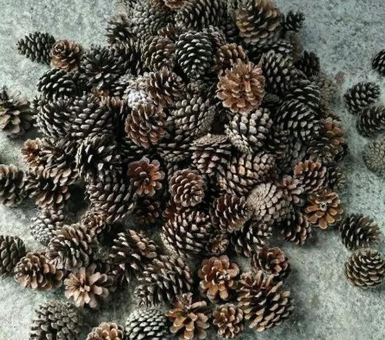 橡皮树|君子兰肥到流油,长寿花开不断,原来他用了这个小方法!