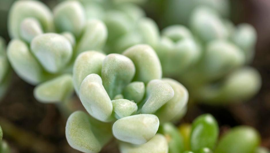 新买回来的多肉怎么种植,多肉养殖技巧